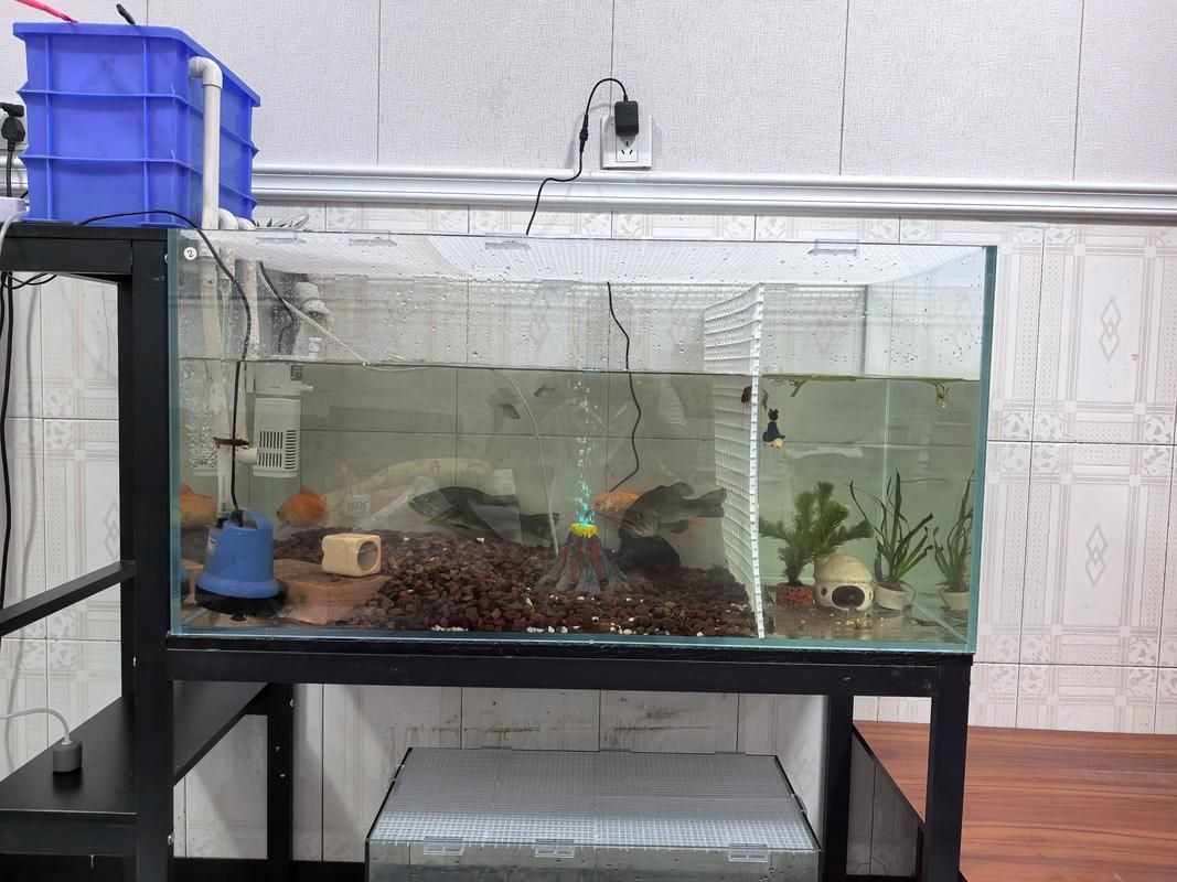 如何預防可麗愛魚缸的疾病？，可麗愛魚缸疾病預防