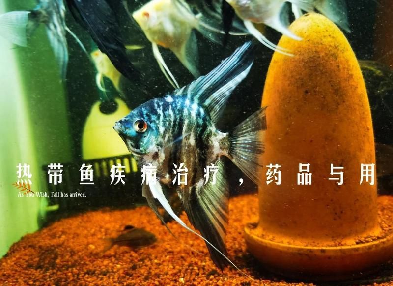 有哪些品牌推薦的海水魚(yú)專用藥物，嗶哩嗶哩，如何正確使用海水魚(yú)專用藥物