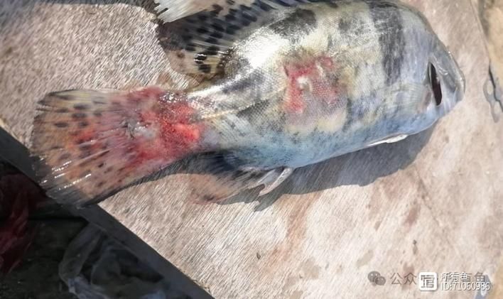 如何判斷海水魚是否體表細菌感染，如何判斷海水魚是否體表細菌感染（arxiv論文助手”