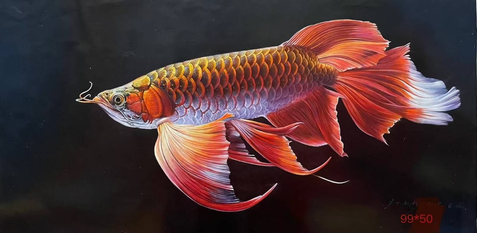 給我推薦幾款50厘米的金龍魚，50厘米的金龍魚適合家庭魚缸中的50厘米的金龍魚
