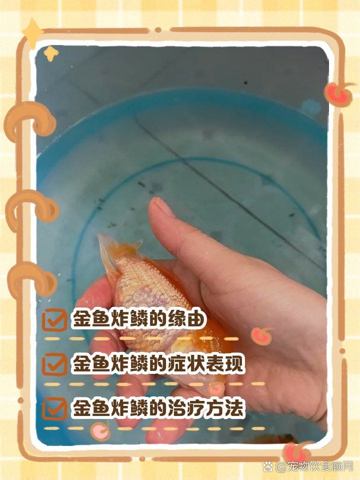 如何判斷金魚炸鱗是否細菌感染，如何判斷金魚是否患有炸鱗病