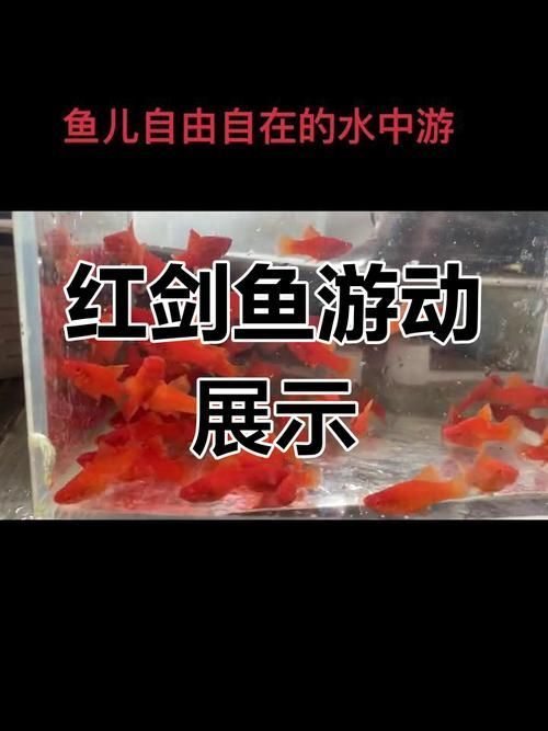 如何判斷紅劍魚是否適應了新環境，紅劍魚適應新環境