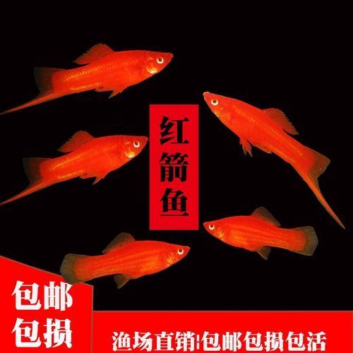 如何判斷紅劍魚是否適應了新環境，紅劍魚適應新環境