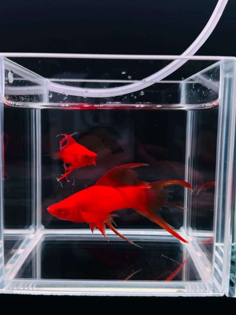 如何判斷紅劍魚是否適應了新環境，紅劍魚適應新環境