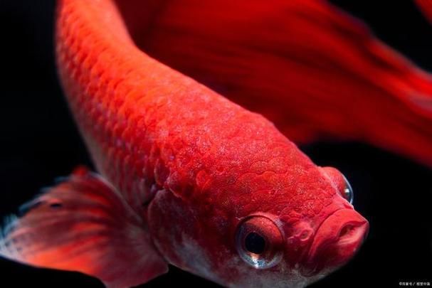 如何判斷紅劍魚是否適應了新環境，紅劍魚適應新環境