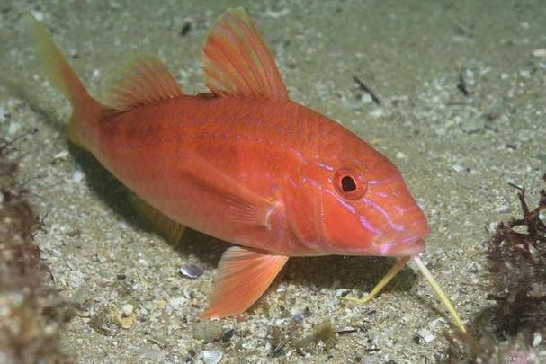 如何判斷紅劍魚是否適應了新環境，紅劍魚適應新環境