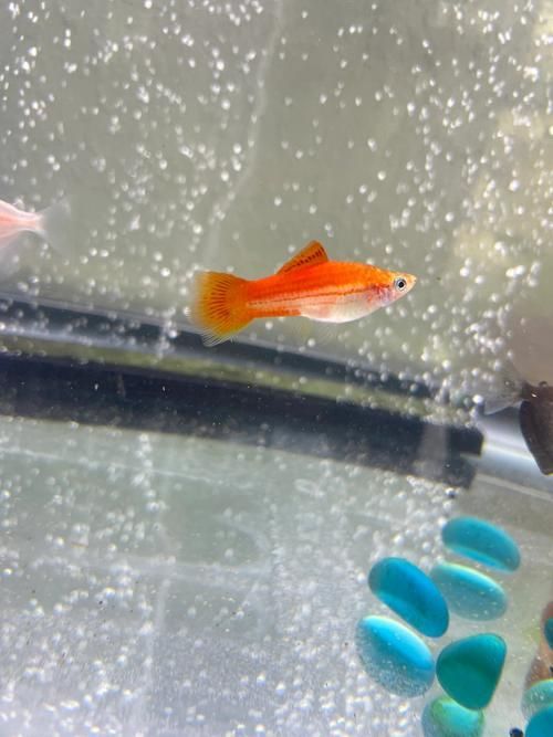 如何判斷紅劍魚是否適應了新環境，紅劍魚適應新環境