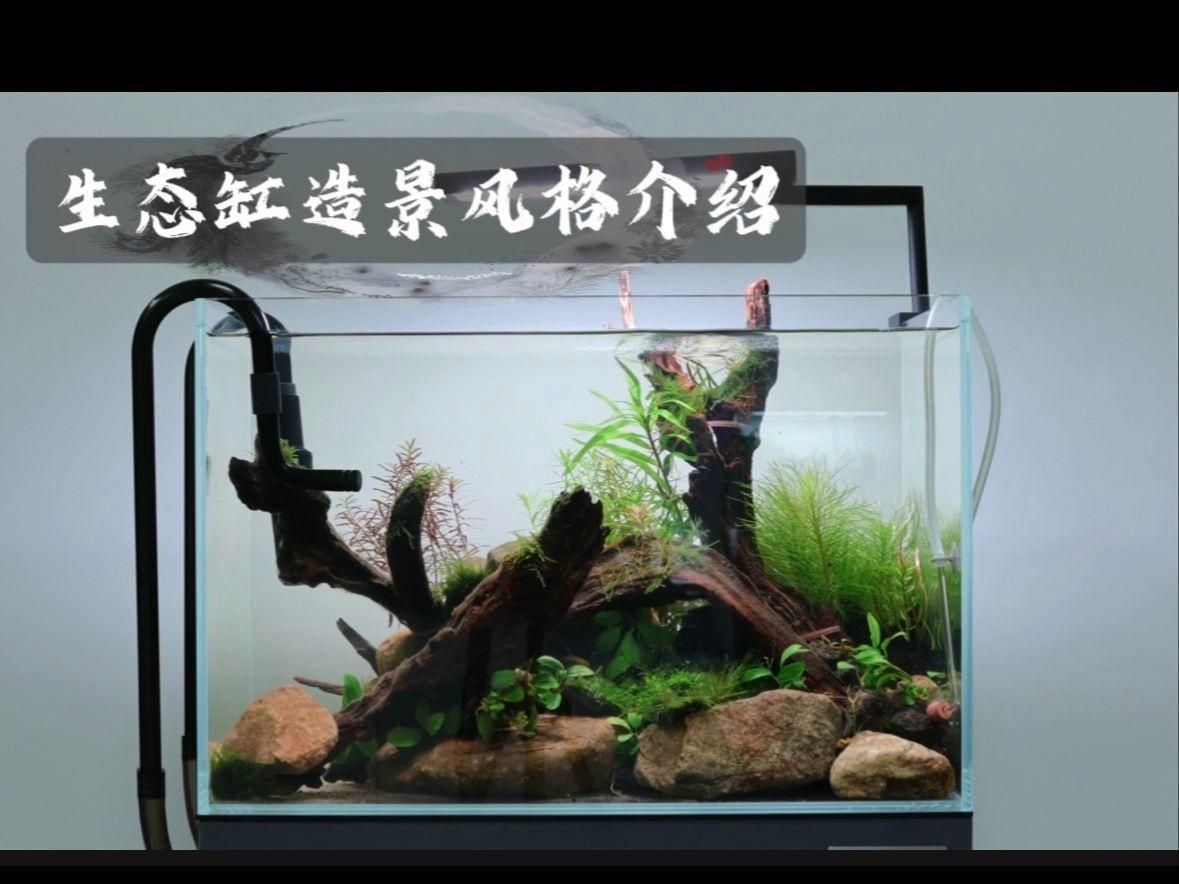 有哪些風格的水族箱適合室內飼養，有哪些適合室內飼養的水族箱適合室內飼養的水族箱推薦