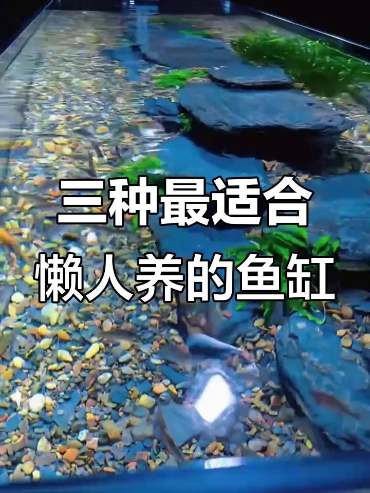有哪些風格的水族箱適合室內飼養，有哪些適合室內飼養的水族箱適合室內飼養的水族箱推薦