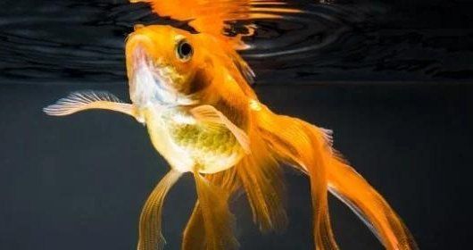 如何預防魚撞缸再次發生，如何預防魚撞缸？