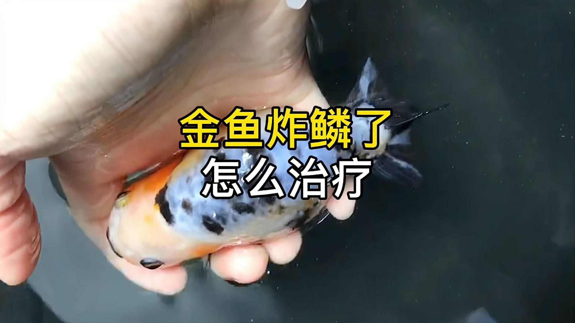 如何判斷金魚是否患有炸鱗病