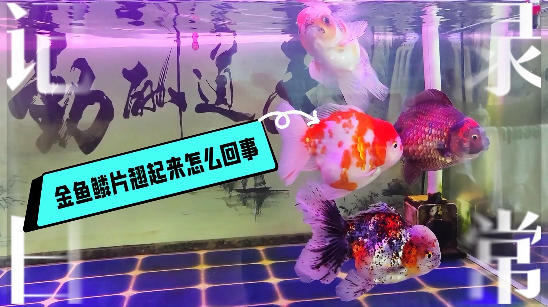 如何判斷金魚是否患有炸鱗病