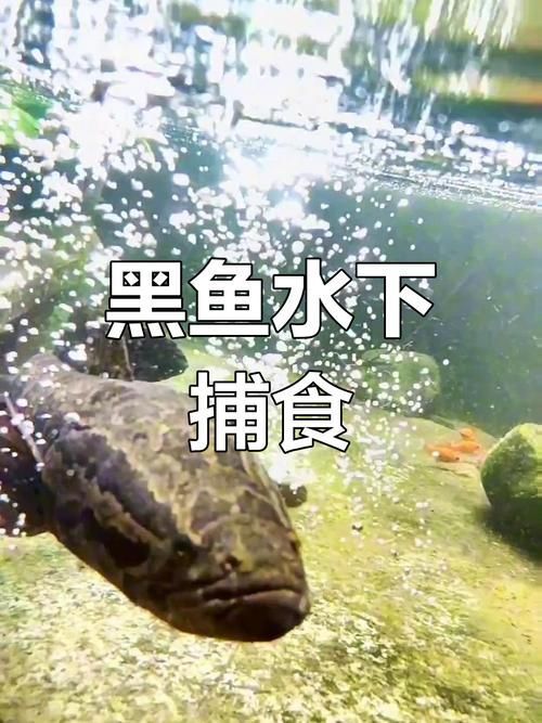 過背金龍魚有哪些天敵魚類，過背金龍魚有哪些天敵魚類（scleropagesformosus）