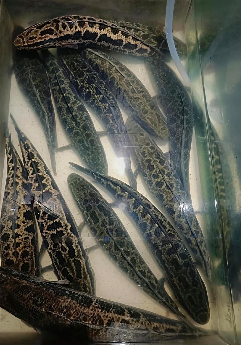 過背金龍魚有哪些天敵魚類，過背金龍魚有哪些天敵魚類（scleropagesformosus）