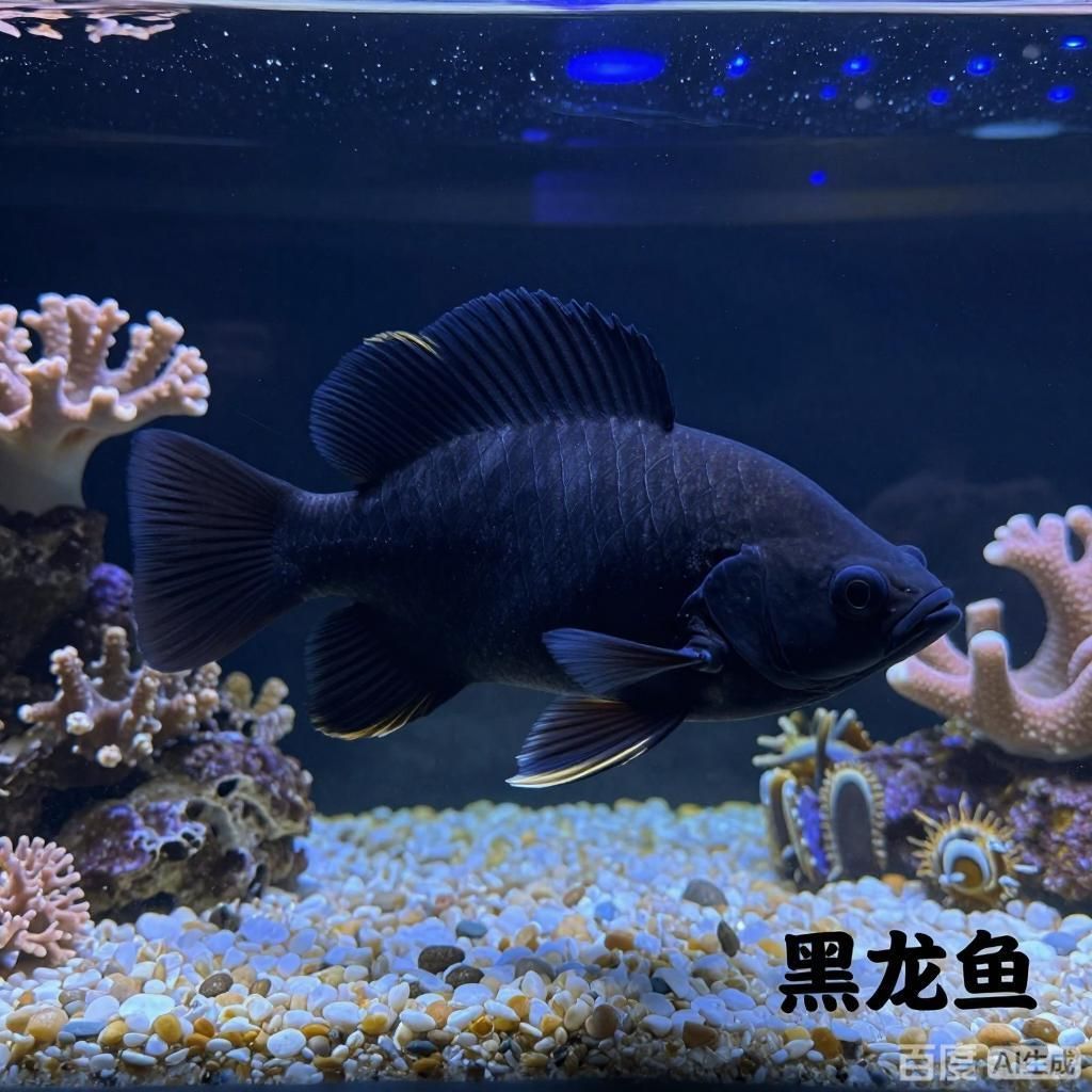過背金龍魚和黑龍哪個更珍貴