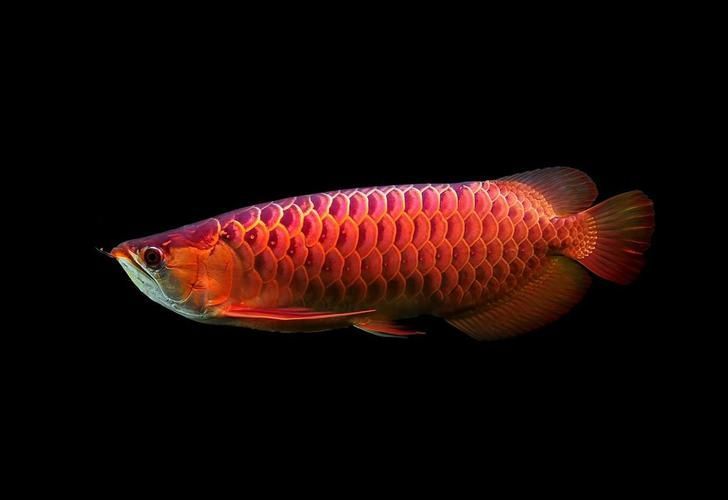 弋江龍魚有哪些品種？，十款熱門龍魚大揭秘，紅龍、金龍等品種全解析