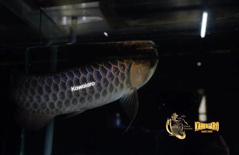 藍(lán)底過背金龍魚，探索馬來西亞藍(lán)底過背金龍魚的優(yōu)雅之美