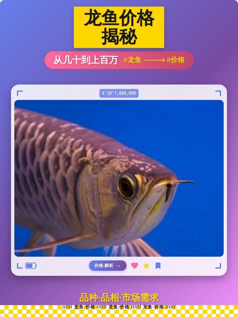 觀賞魚龍魚價格表，觀賞魚龍魚價格表紅龍魚等級辨別指南