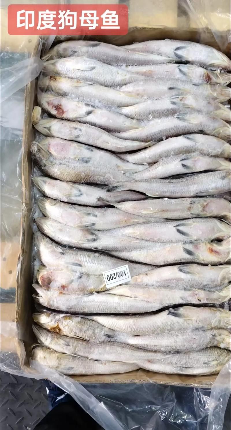 奎龍魚的營養價值，奎龍魚的營養價值詳解奎龍魚的營養價值詳解奎龍魚的營養價值