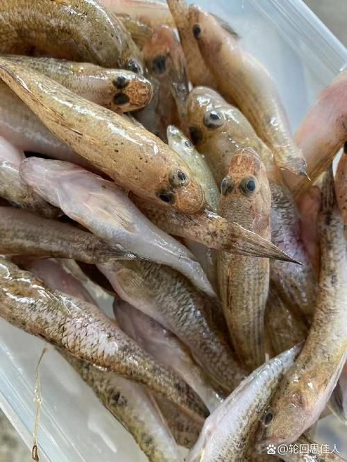 奎龍魚的營(yíng)養(yǎng)價(jià)值，奎龍魚的營(yíng)養(yǎng)價(jià)值詳解奎龍魚的營(yíng)養(yǎng)價(jià)值詳解奎龍魚的營(yíng)養(yǎng)價(jià)值