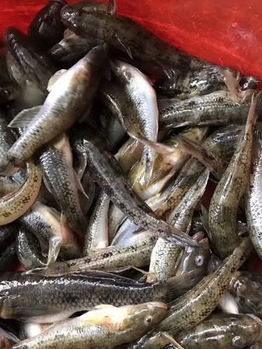 奎龍魚的營養價值，奎龍魚的營養價值詳解奎龍魚的營養價值詳解奎龍魚的營養價值