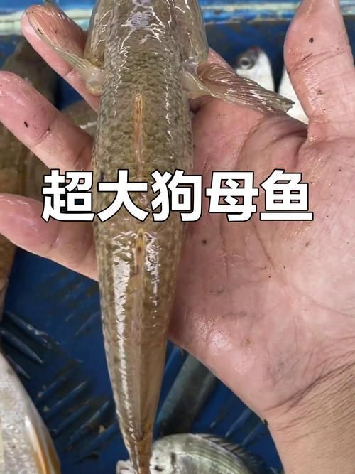 奎龍魚的營(yíng)養(yǎng)價(jià)值，奎龍魚的營(yíng)養(yǎng)價(jià)值詳解奎龍魚的營(yíng)養(yǎng)價(jià)值詳解奎龍魚的營(yíng)養(yǎng)價(jià)值