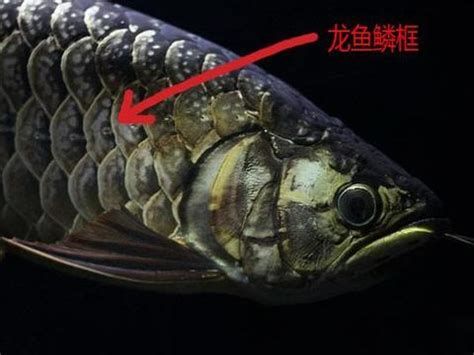 龍魚黑鱗是怎么回事，龍魚黑鱗是怎么回事,龍魚黑鱗成因詳解與應(yīng)對指南