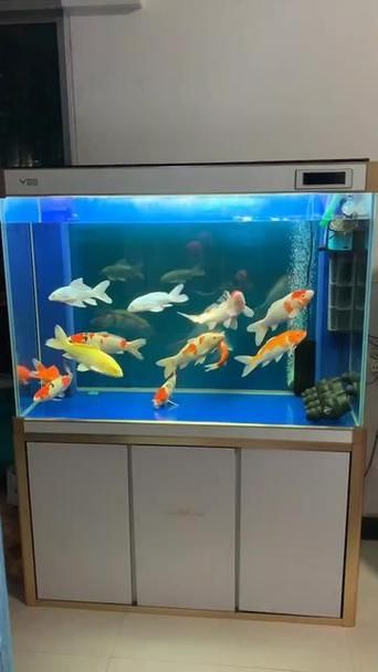 給我推薦一些適合養(yǎng)大錦鯉的魚缸，養(yǎng)大錦鯉的魚缸選擇