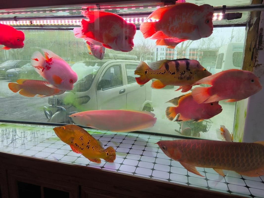 給我推薦一些適合養(yǎng)大錦鯉的魚缸，養(yǎng)大錦鯉的魚缸選擇