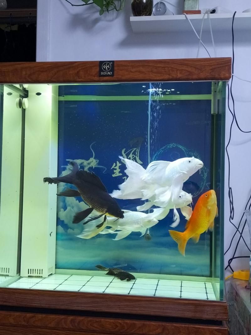 給我推薦一些適合養(yǎng)大錦鯉的魚缸，養(yǎng)大錦鯉的魚缸選擇