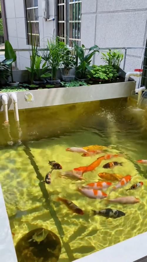 給我推薦一些適合養(yǎng)大錦鯉的魚缸，養(yǎng)大錦鯉的魚缸選擇