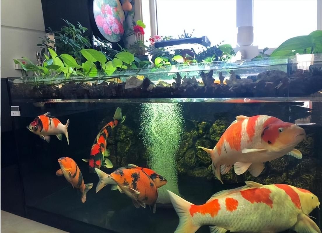 給我推薦一些適合養(yǎng)大錦鯉的魚缸，養(yǎng)大錦鯉的魚缸選擇
