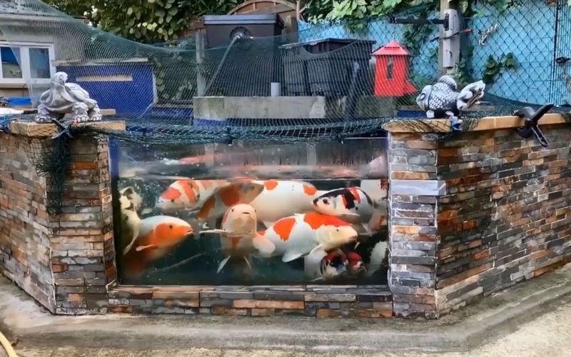 給我推薦一些適合養(yǎng)大錦鯉的魚缸，養(yǎng)大錦鯉的魚缸選擇