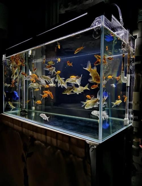 給我推薦一些適合養(yǎng)大錦鯉的魚缸，養(yǎng)大錦鯉的魚缸選擇