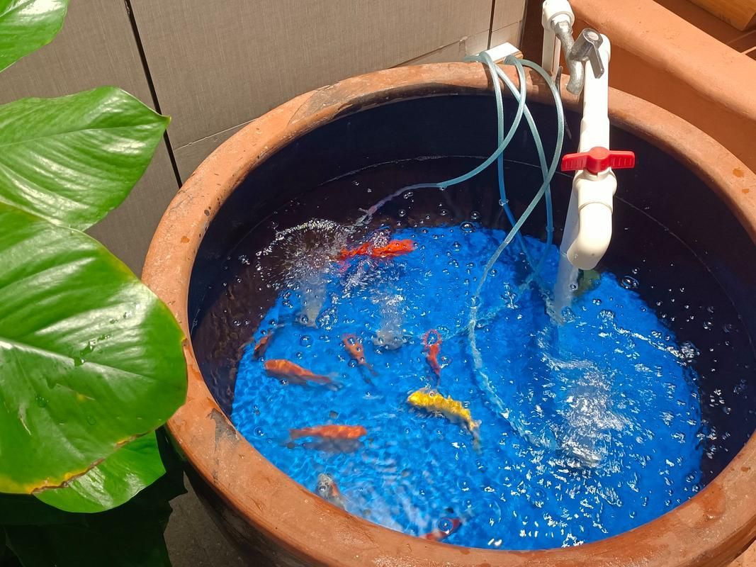 給我推薦一些適合養(yǎng)大錦鯉的魚缸，養(yǎng)大錦鯉的魚缸選擇