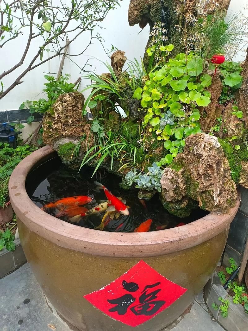 給我推薦一些適合養(yǎng)大錦鯉的魚缸，養(yǎng)大錦鯉的魚缸選擇