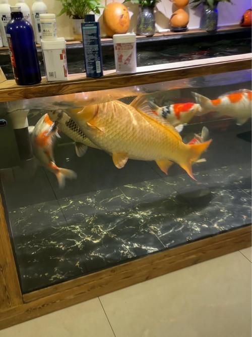 給我推薦一些適合養(yǎng)大錦鯉的魚缸，養(yǎng)大錦鯉的魚缸選擇