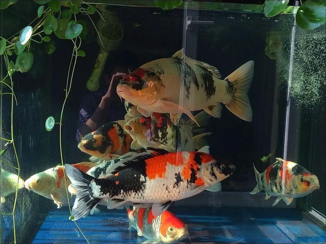 給我推薦一些適合養(yǎng)大錦鯉的魚缸，養(yǎng)大錦鯉的魚缸選擇