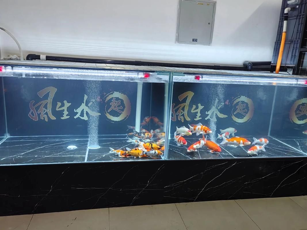 給我推薦一些適合養(yǎng)大錦鯉的魚缸，養(yǎng)大錦鯉的魚缸選擇