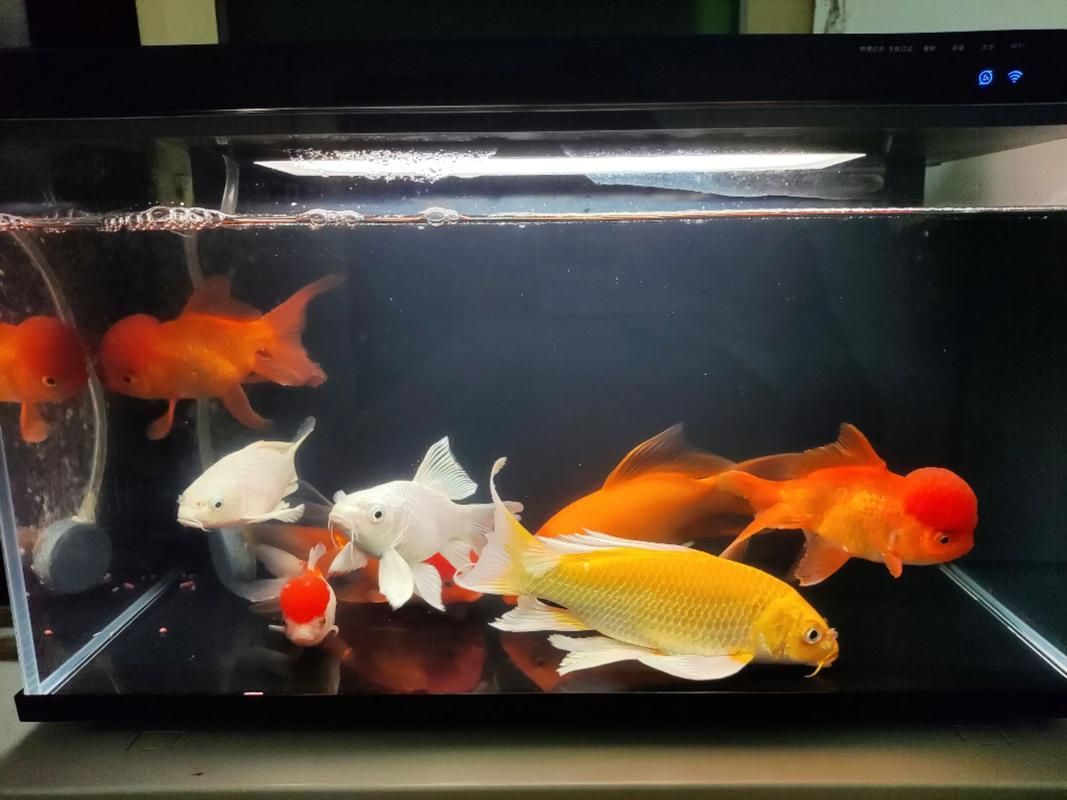 給我推薦一些適合養(yǎng)大錦鯉的魚缸，養(yǎng)大錦鯉的魚缸選擇