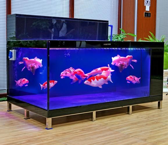 給我推薦一些適合養(yǎng)大錦鯉的魚缸，養(yǎng)大錦鯉的魚缸選擇