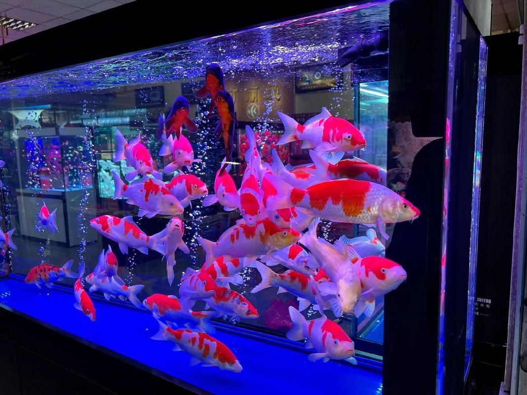給我推薦一些適合養(yǎng)大錦鯉的魚缸，養(yǎng)大錦鯉的魚缸選擇