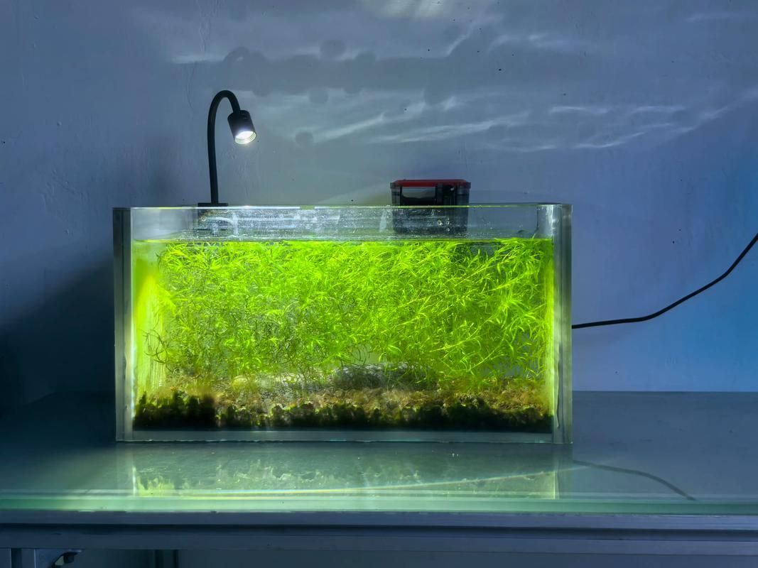 60厘米龍魚魚缸需要哪些設(shè)備，60厘米龍魚魚缸加熱棒