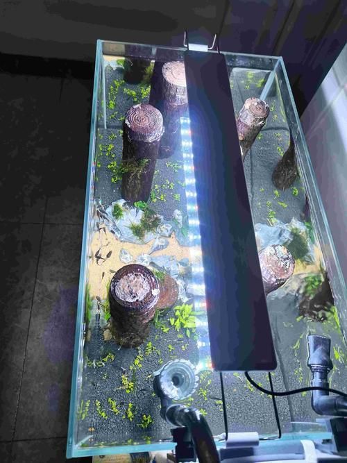 60厘米龍魚魚缸需要哪些設(shè)備，60厘米龍魚魚缸加熱棒