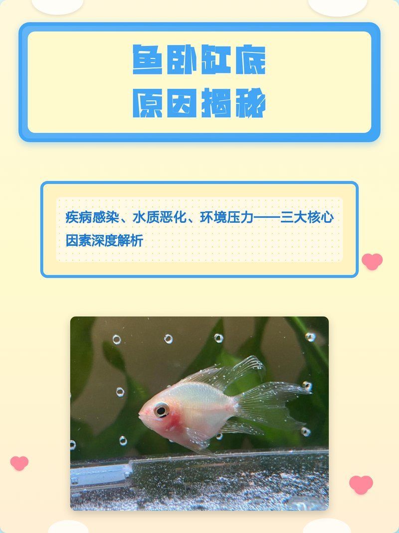 有哪些疾病會(huì)導(dǎo)致魚趴缸