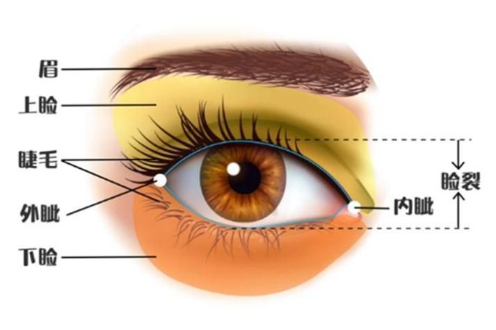 如何區(qū)分外蒙眼和內(nèi)蒙眼，“內(nèi)蒙眼”并非標準醫(yī)學術(shù)語