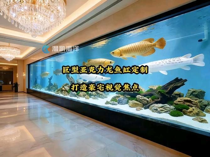 龍魚魚缸材質選擇建議