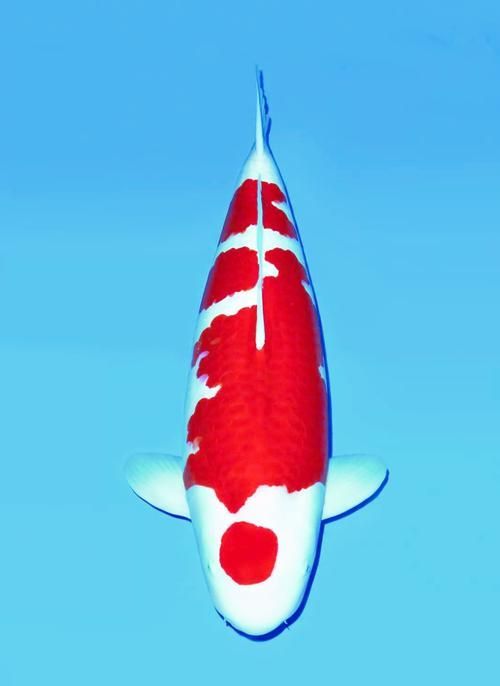 如何判斷錦鯉的血統和品相，如何判斷錦鯉的血統與品相