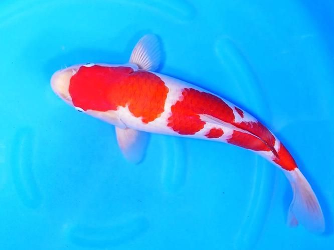 如何判斷錦鯉的血統和品相，如何判斷錦鯉的血統與品相