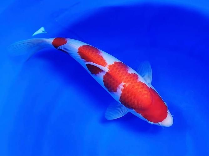 如何判斷錦鯉的血統和品相，如何判斷錦鯉的血統與品相